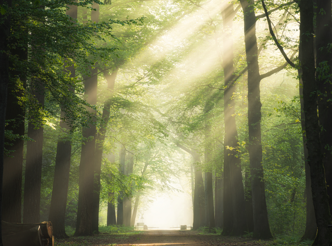 holo fund - holofund